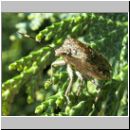 Rhaphigaster nebulosa - Graue Feldwanze 02.jpg